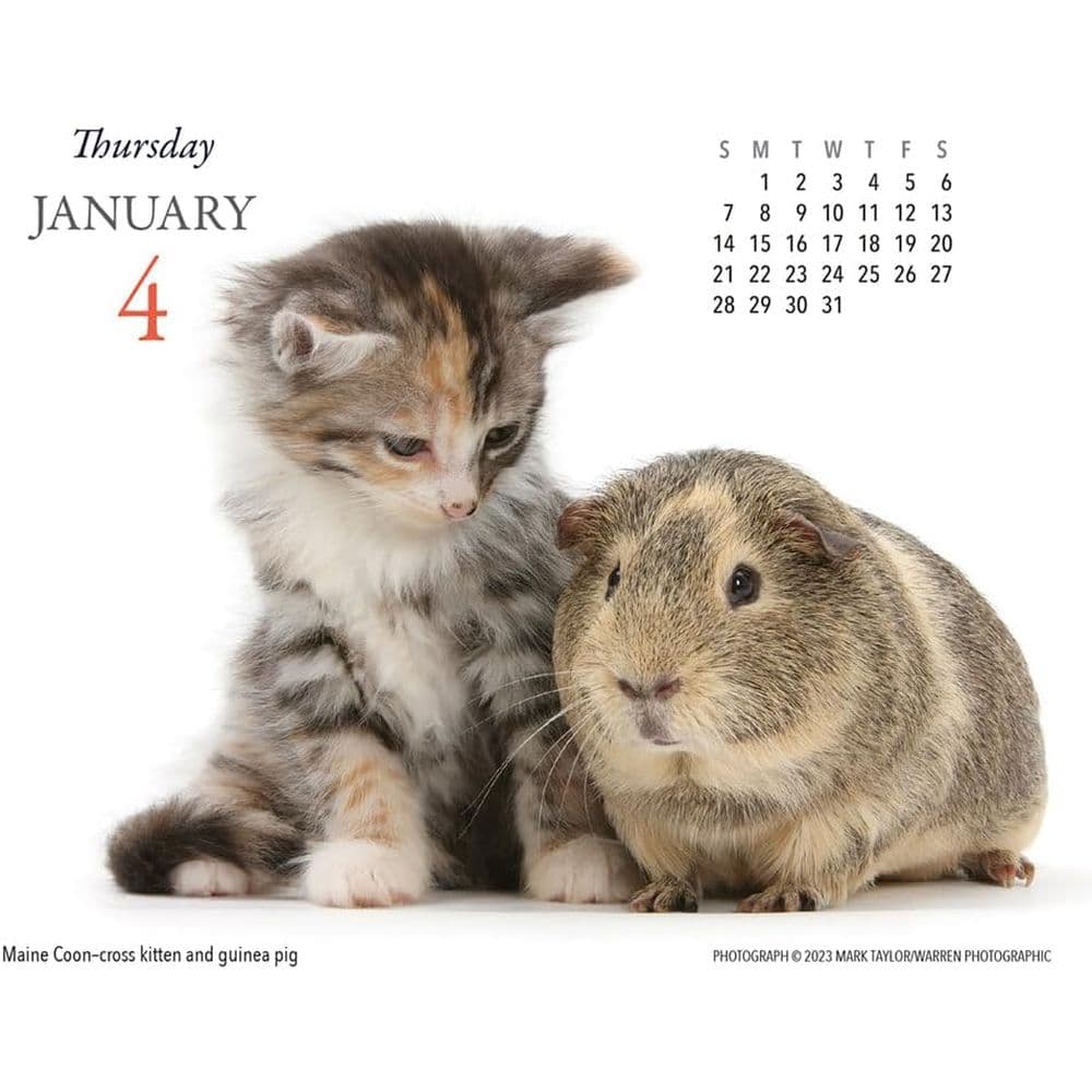 Kittens &amp; Friends 2024 Desk Calendar First Alternate Image width=&quot;1000&quot; height=&quot;1000&quot;