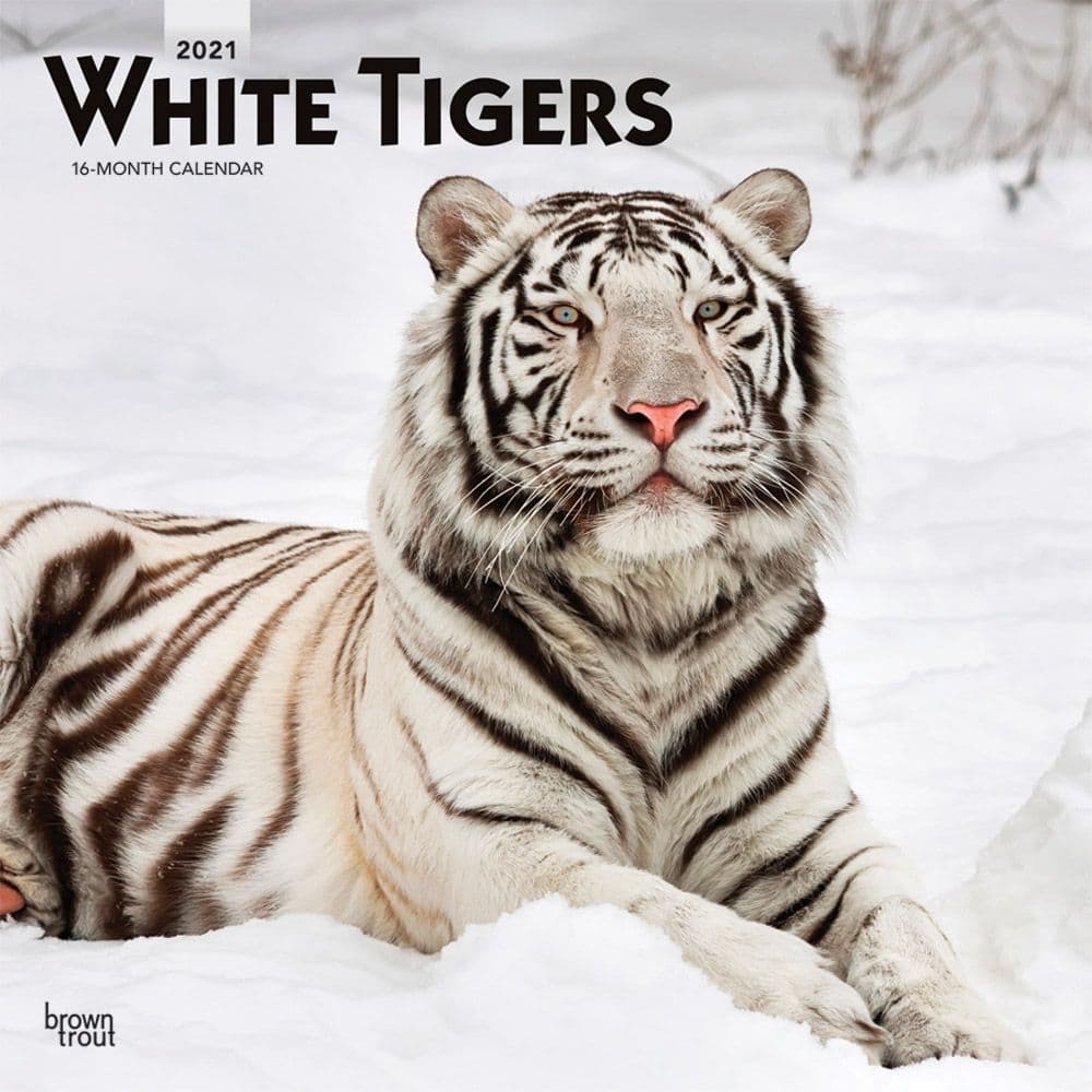Tigers White Wall Calendar