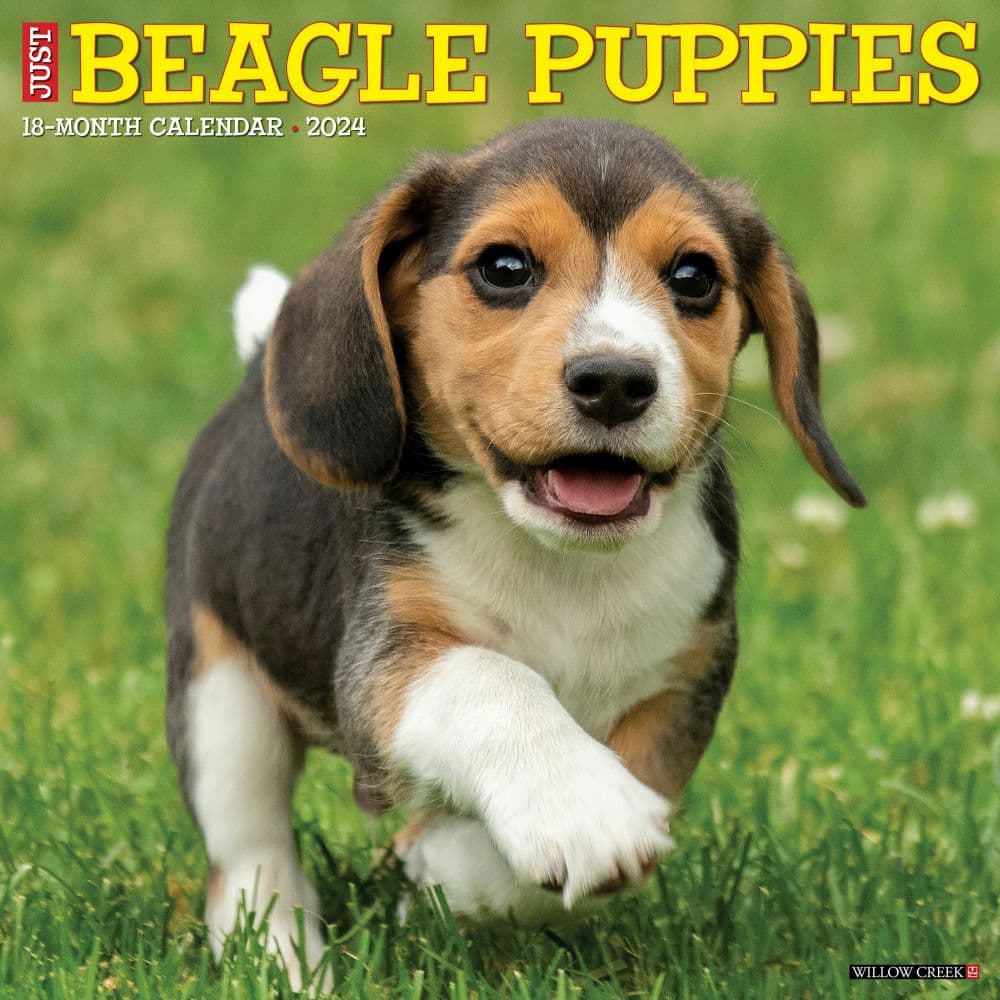 Just Beagle Puppies 2024 Wall Calendar Main Image