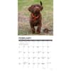 image Just Chocolate Lab Puppies 2025 Wall Calendar