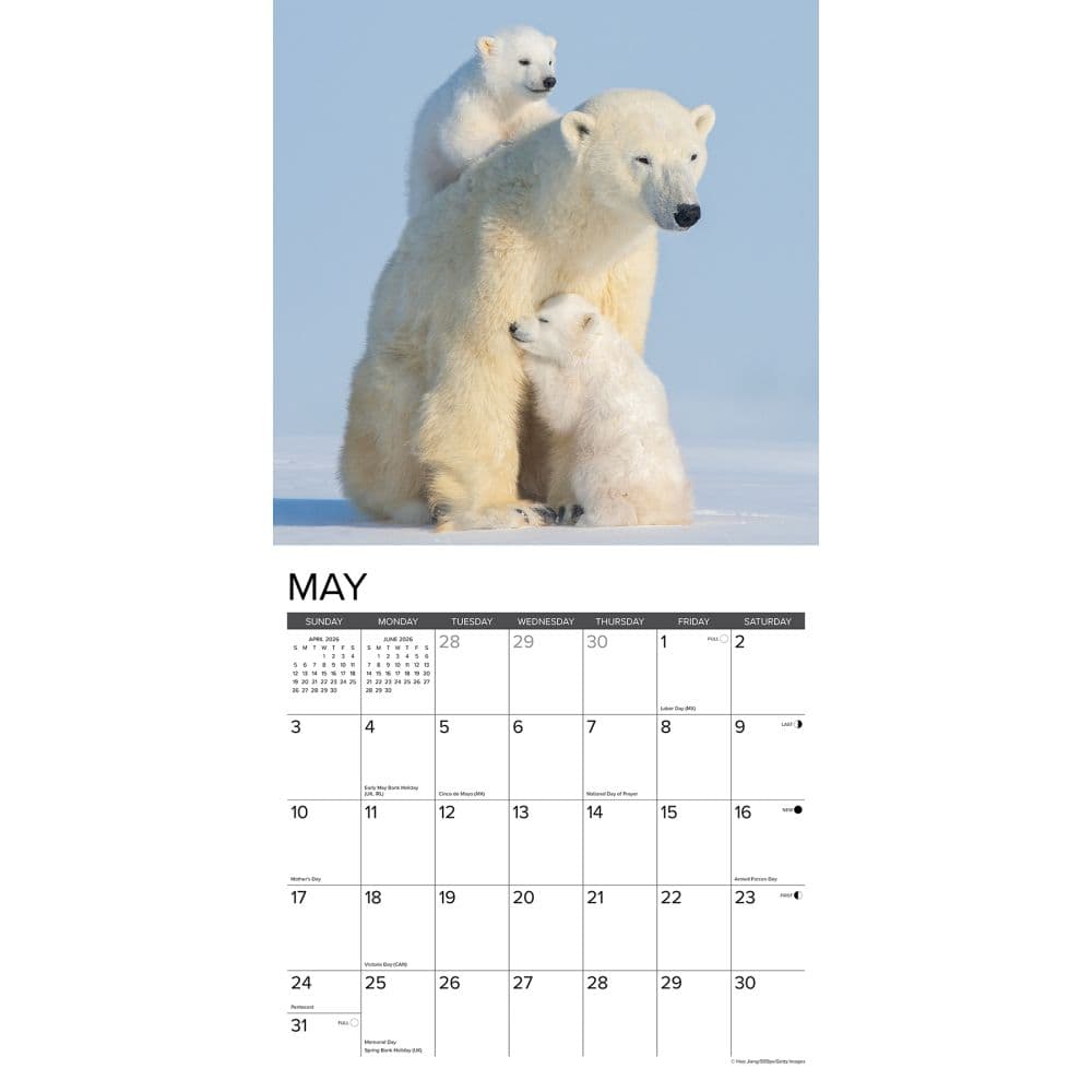 Polar Bears 2026 Wall Calendar Second Alternate Image