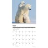 image Polar Bears 2026 Wall Calendar Second Alternate Image