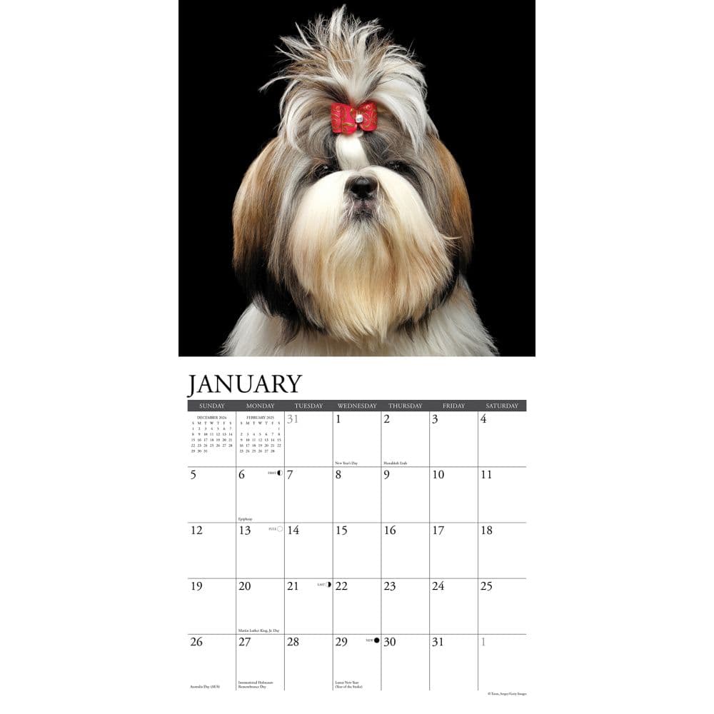Just Shih Tzus 2025 Wall Calendar