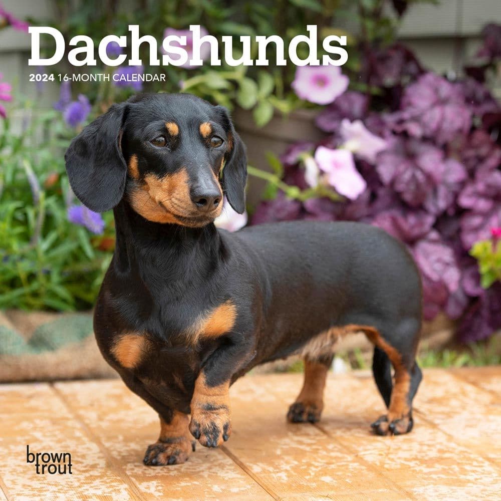 Dachshunds 2024 Mini Wall Calendar