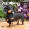 image Dachshunds 2024 Mini Wall Calendar Main Product Image width=&quot;1000&quot; height=&quot;1000&quot;