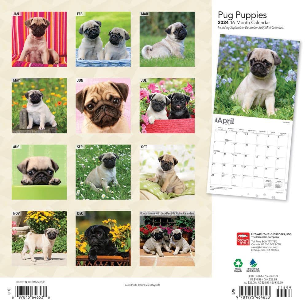 Pug Puppies 2024 Wall Calendar First Alternate Image width=&quot;1000&quot; height=&quot;1000&quot;