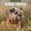 image Border Terriers 2027 Wall Calendar Main Product Image