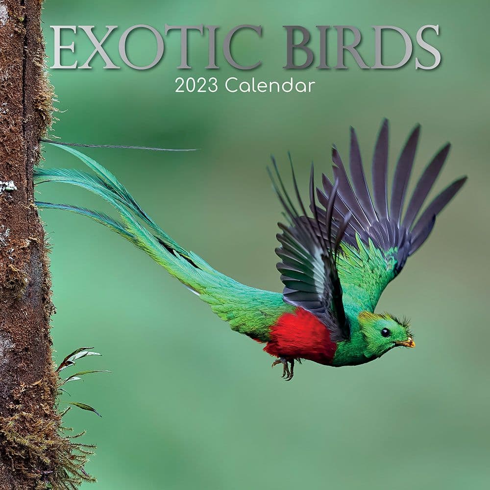 The Gifted Stationery Co Ltd Birds Exotic 2023 Wall Calendar