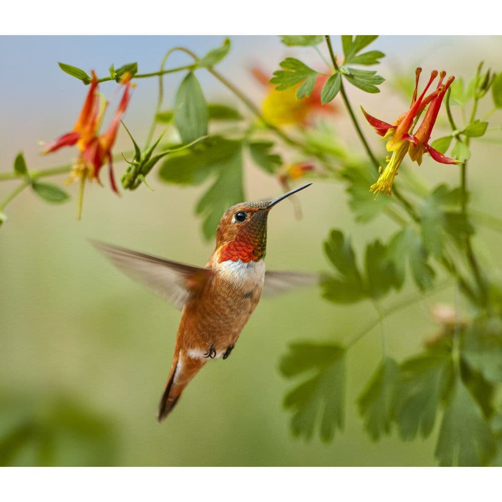 Hummingbirds WWF 2024 Wall Calendar Alternate Image 3