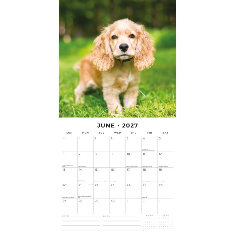 English Cocker Spaniels 2027 Wall Calendar Second Alternate Image