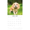 image English Cocker Spaniels 2027 Wall Calendar Second Alternate Image