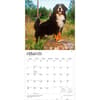 image Bernese Mountain Dogs 2027 Wall Calendar Second Alternate Image
