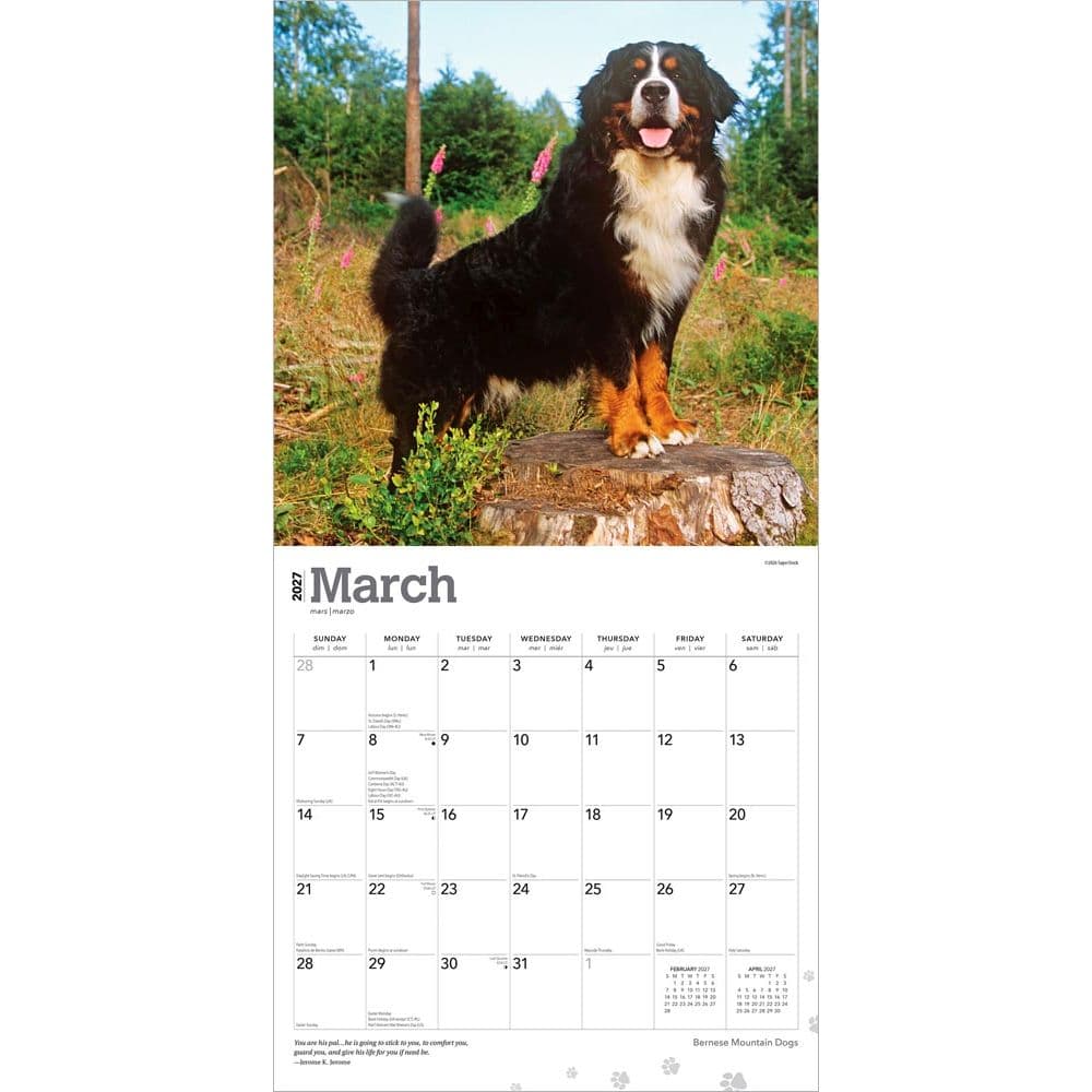 Bernese Mountain Dogs 2027 Wall Calendar Second Alternate Image