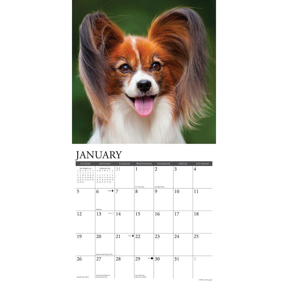 Just Papillons 2025 Wall Calendar Second Alternate Image width="1000" height="1000"