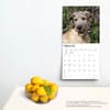 image Irish Wolfhounds 2024 Wall Calendar Third Alternate Image width=&quot;1000&quot; height=&quot;1000&quot;