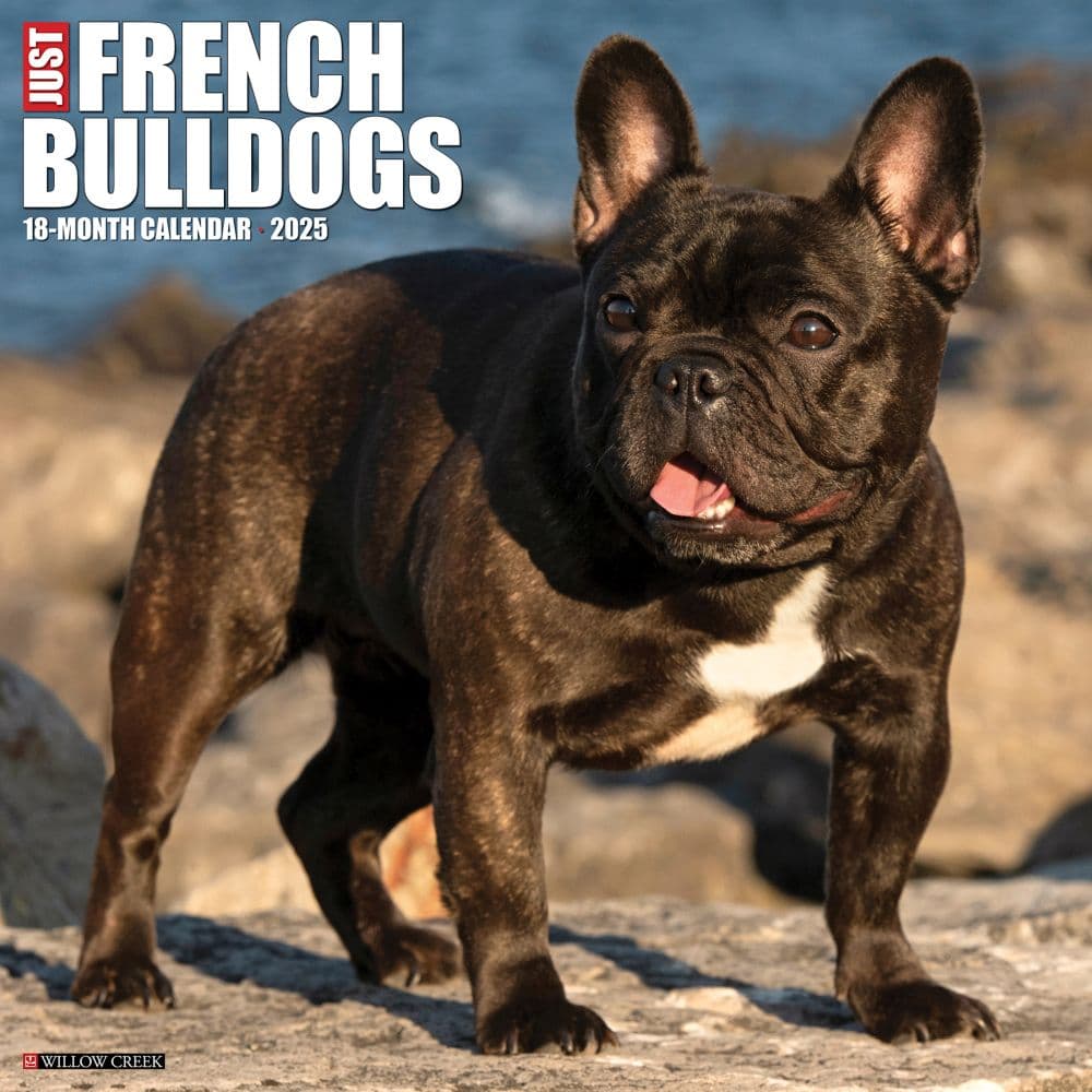 Just French Bulldogs 2025 Wall Calendar Main Image