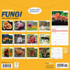 image Fascinating Fungi 2026 Wall Calendar First Alternate Image
