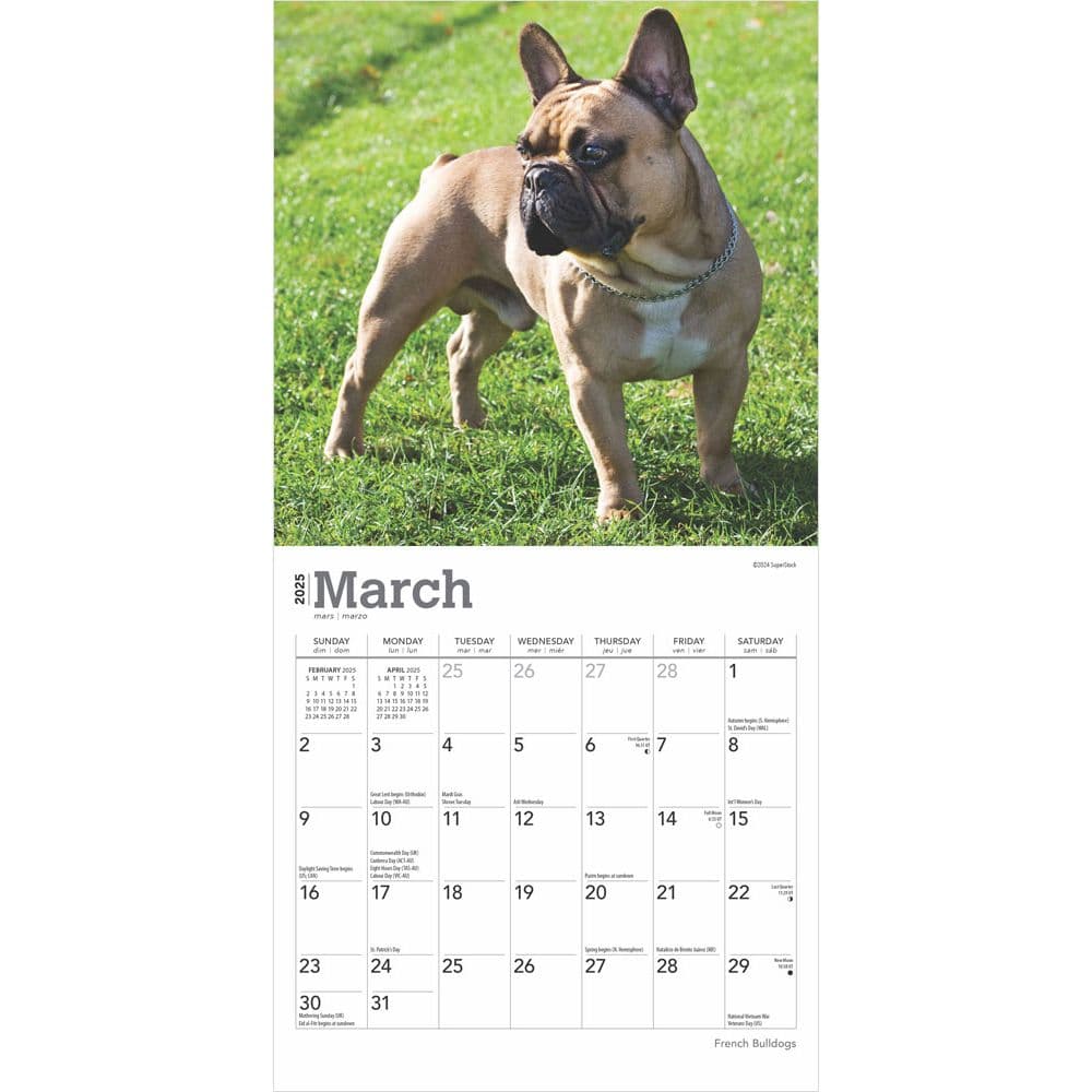 French Bulldogs 2025 Mini Wall Calendar