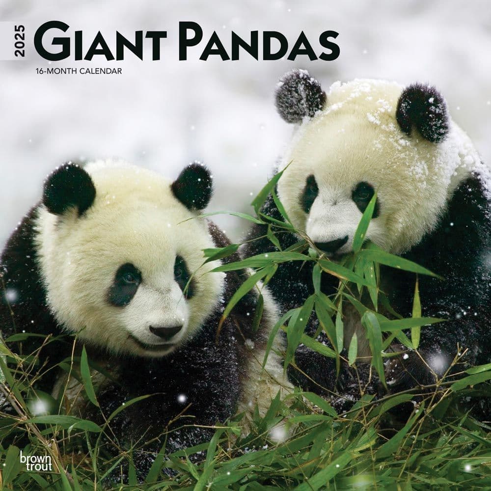 Pandas 2025 Wall Calendar  Main Image