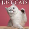 image Just Cats 2025 Wall Calendar Main Product Image width=&quot;1000&quot; height=&quot;1000&quot;