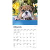 image Bulldog Puppies 2024 Mini Wall Calendar Second Alternate Image width=&quot;1000&quot; height=&quot;1000&quot;