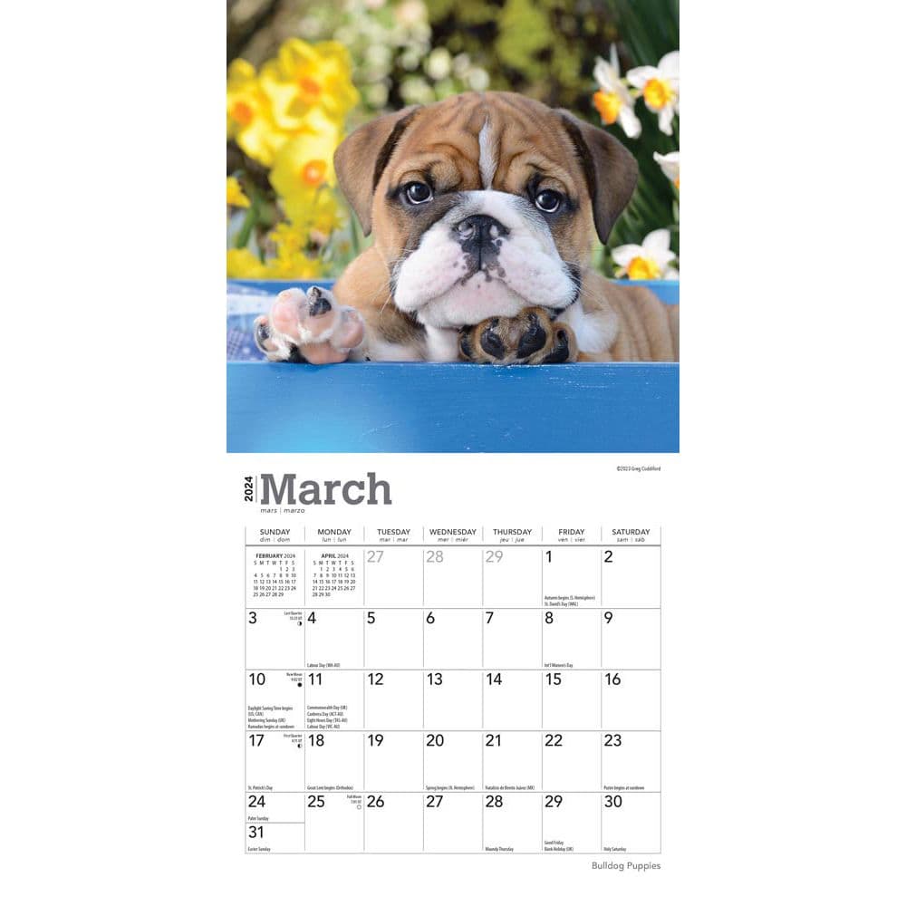 Bulldog Puppies 2024 Mini Wall Calendar Second Alternate Image width=&quot;1000&quot; height=&quot;1000&quot;
