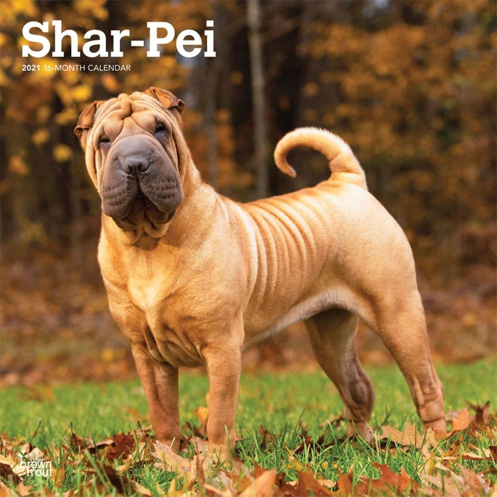 free shar pei