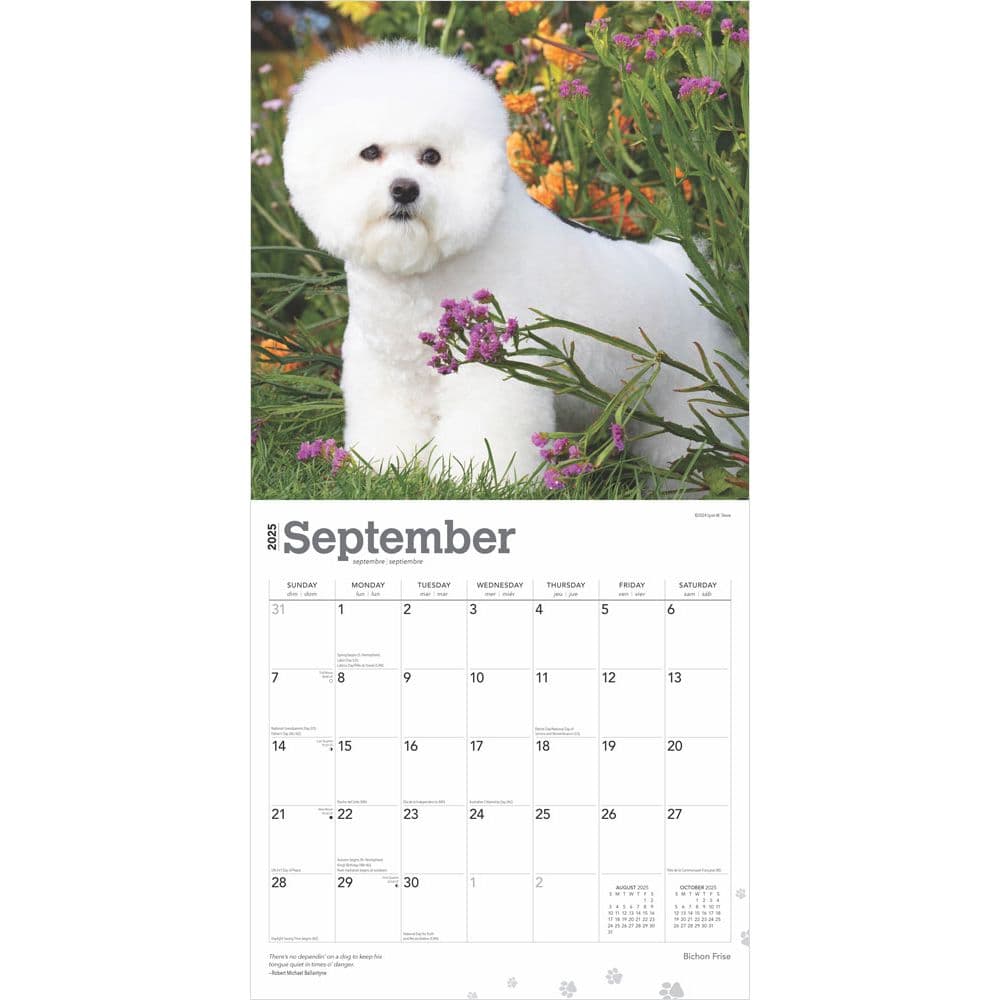 Bichon Frise 2025 Wall Calendar