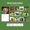 image English Cocker Spaniels 2027 Wall Calendar First Alternate Image