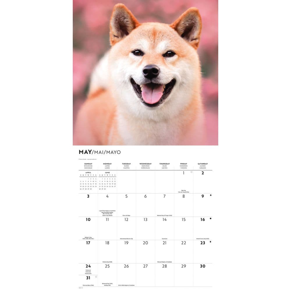 Shiba Inu 2026 Wall Calendar Second Alternate Image