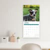 image Australian Cattle Dogs 2024 Wall Calendar