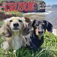 image Crusoe the Celebrity Dachshund 2026 Mini Wall Calendar Main Image