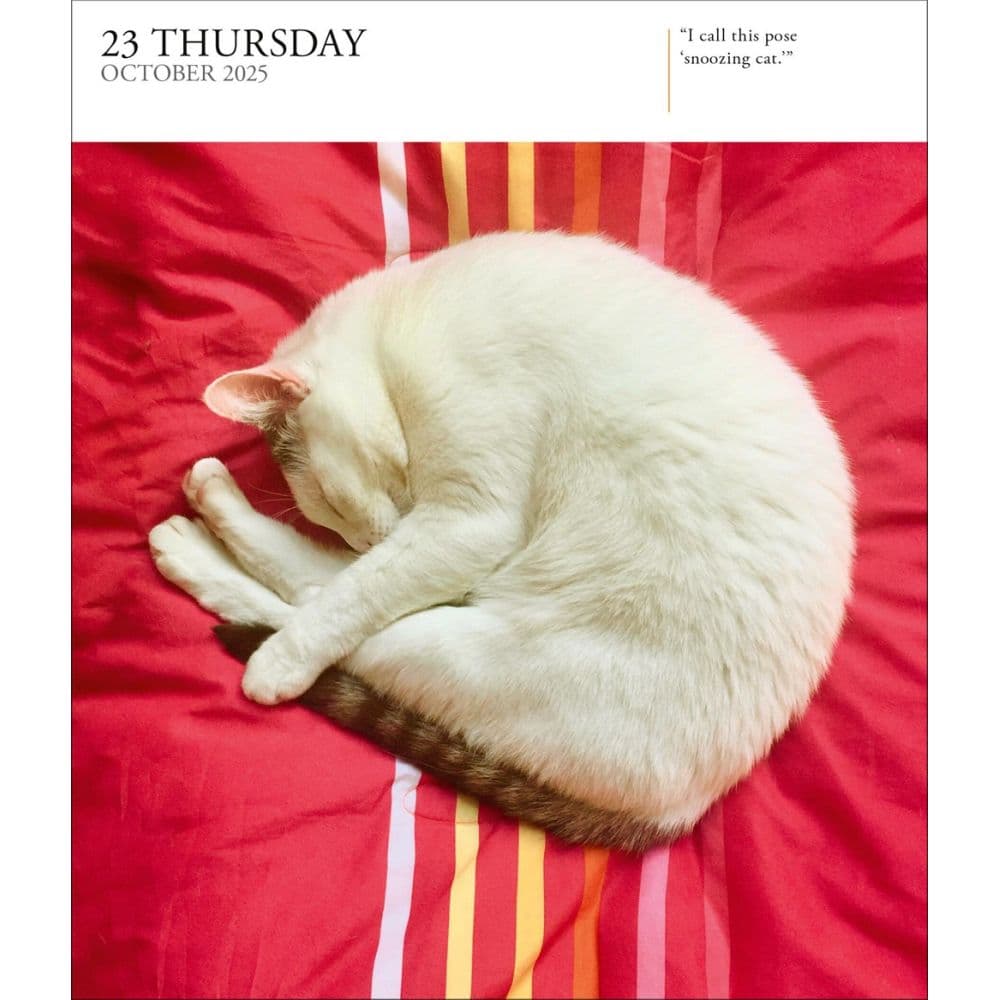 Cat Gallery 2025 Desk Calendar Third Alternate Image width=&quot;1000&quot; height=&quot;1000&quot;