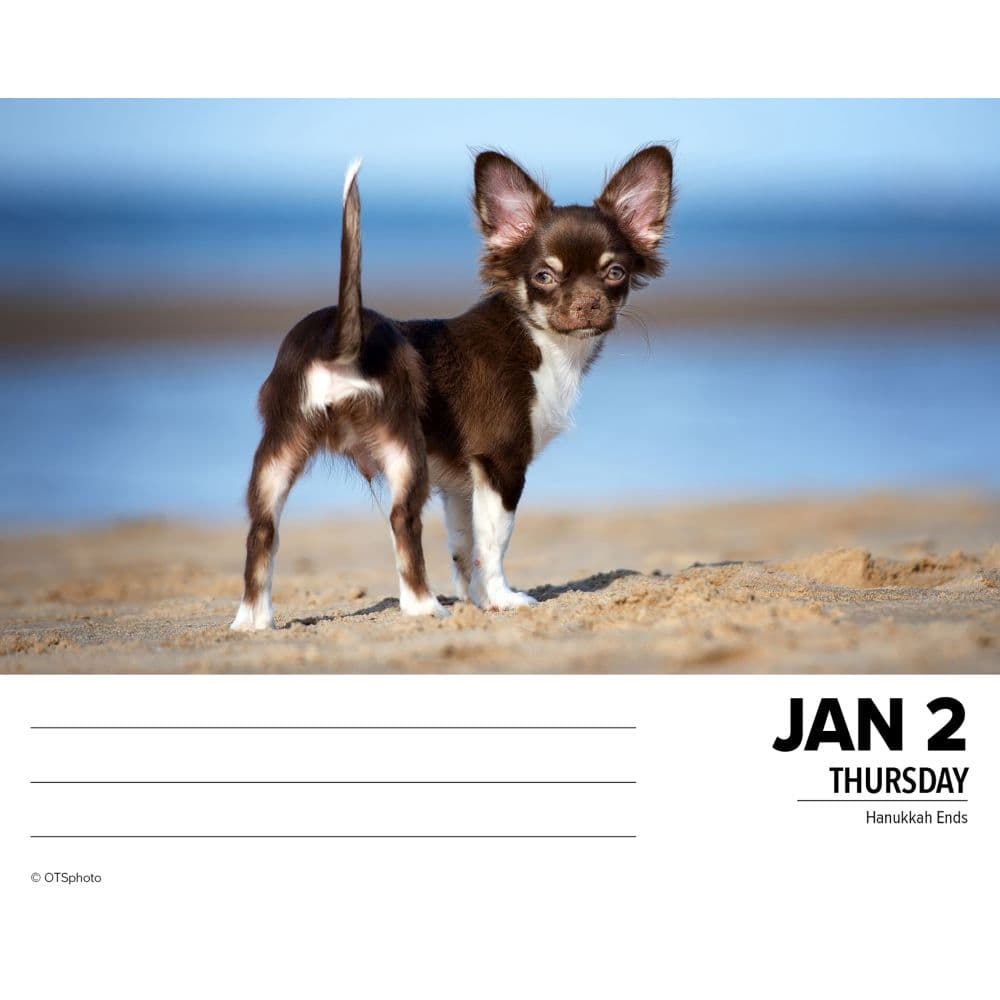 Just Chihuahuas 2025 Desk Calendar Second Alternate Image