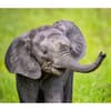 image Elephants WWF 2025 Wall Calendar Third Alternate Image width="1000" height="1000"