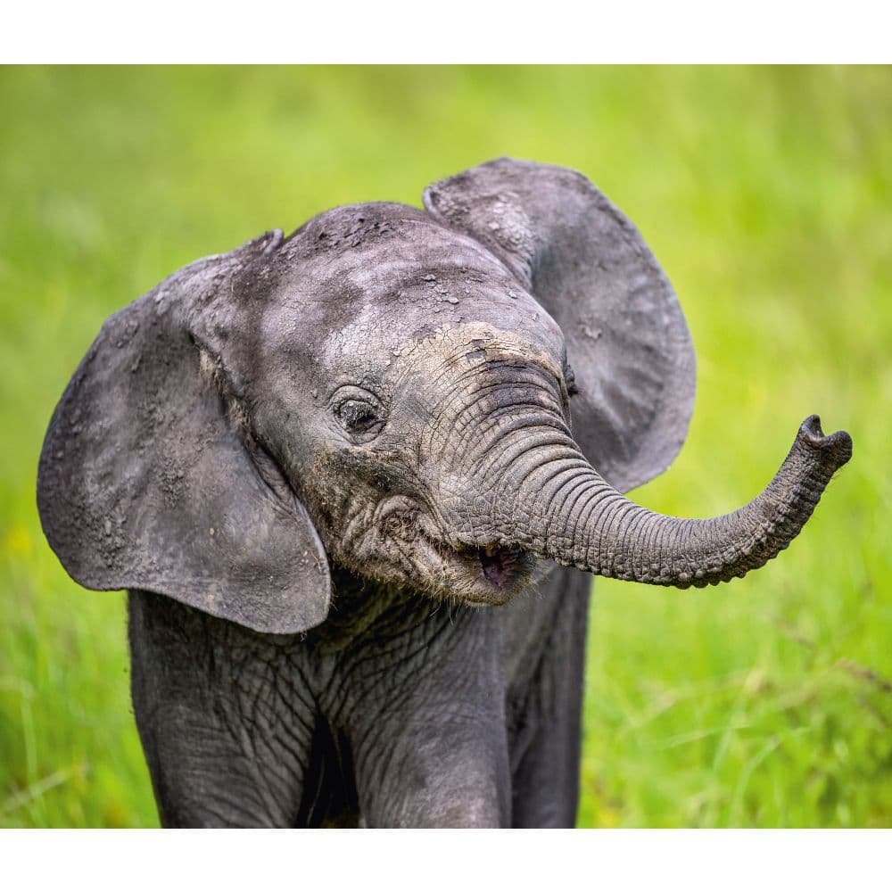 Elephants WWF 2025 Wall Calendar Third Alternate Image width="1000" height="1000"