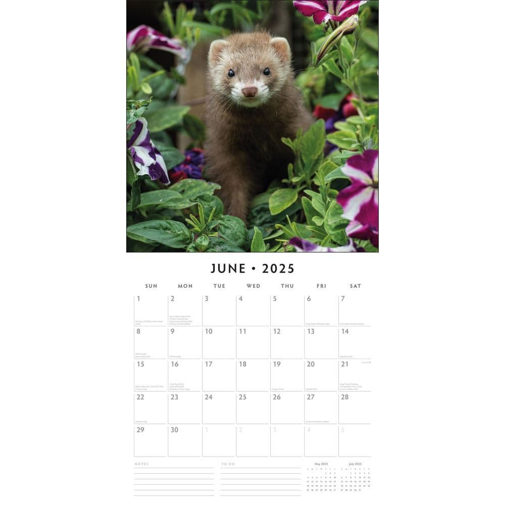 Ferrets 2025 Wall Calendar Alt2