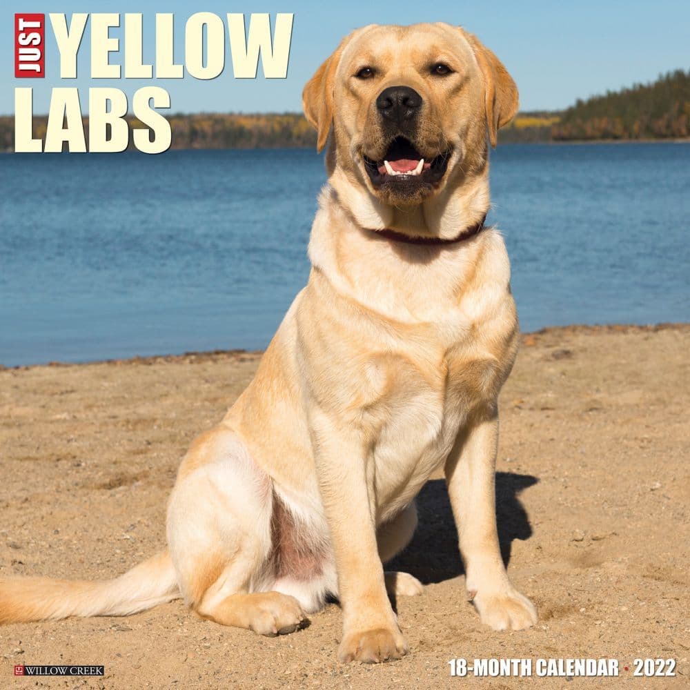 Yellow Labs 2022 Wall Calendar