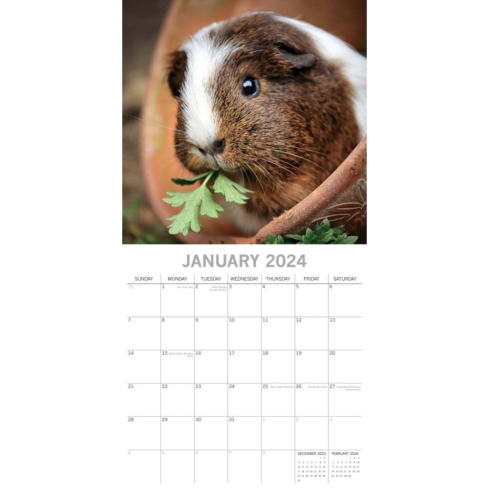 Guinea Pigs 2024 Wall Calendar