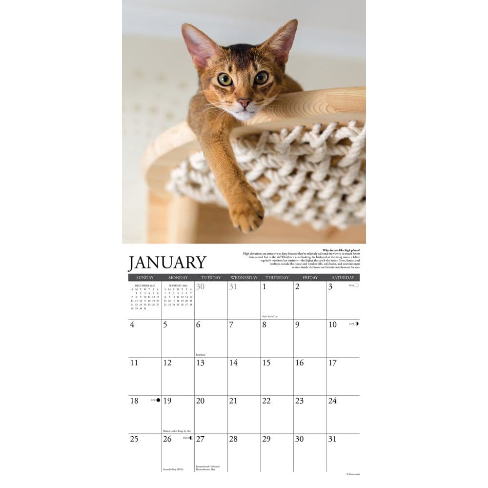 Why Cats Do That 2026 Wall Calendar Second Alternate Image