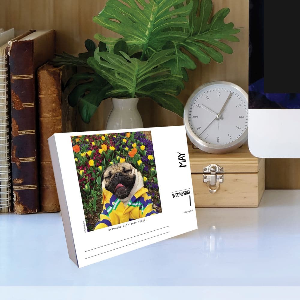 Doug the Pug 2024 Desk Calendar