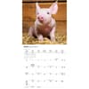image Piglets 2026 Mini Wall Calendar Third Alternate Image