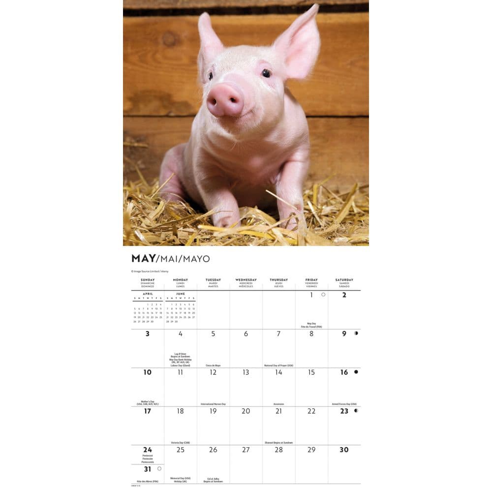 Piglets 2026 Mini Wall Calendar Third Alternate Image