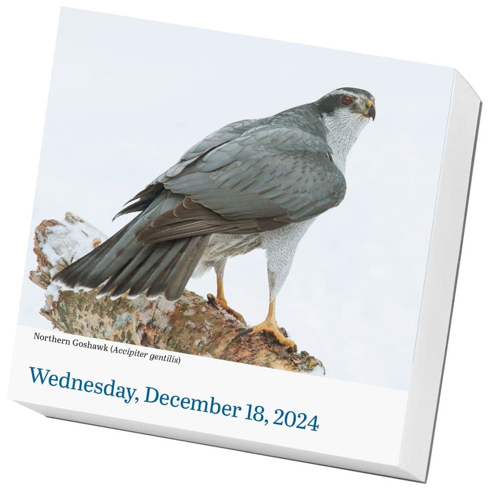 Audubon Birds 2024 Desk Calendar Alternate Image 1