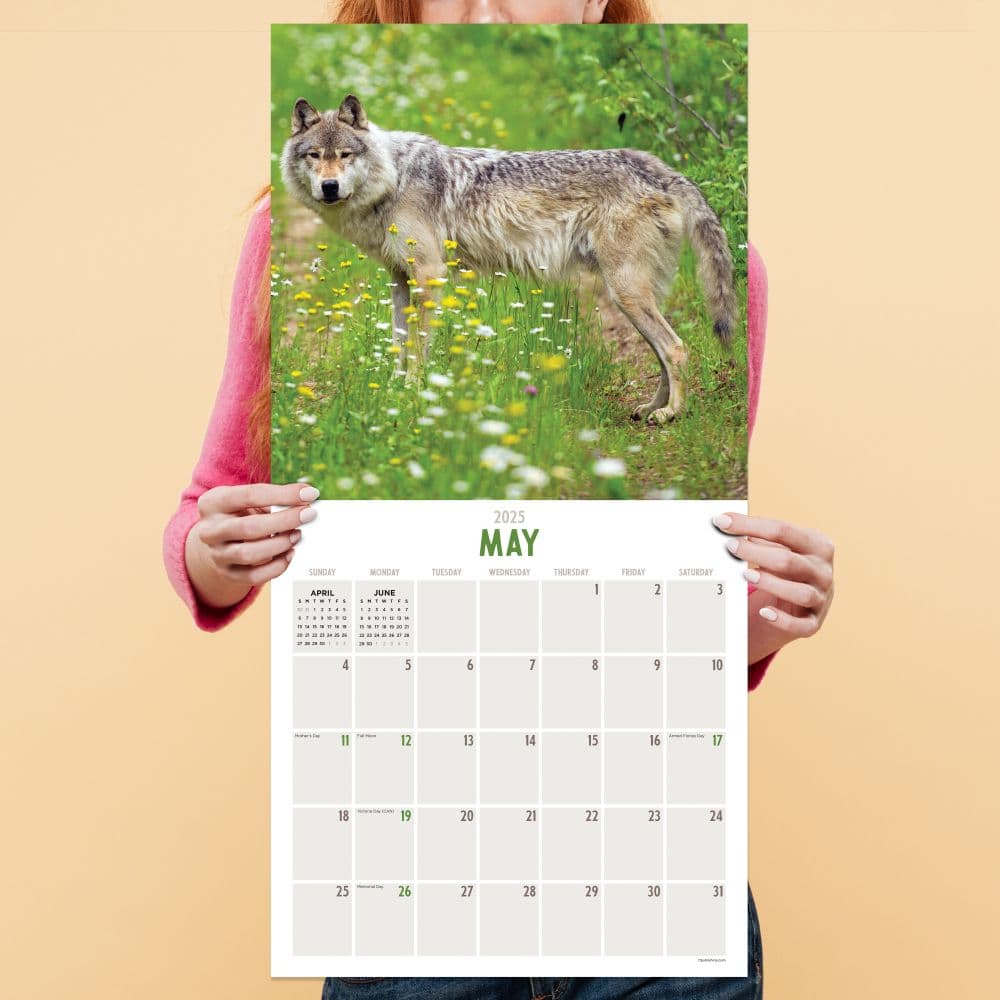 Wolves 2025 Wall Calendar Fourth Alternate Image