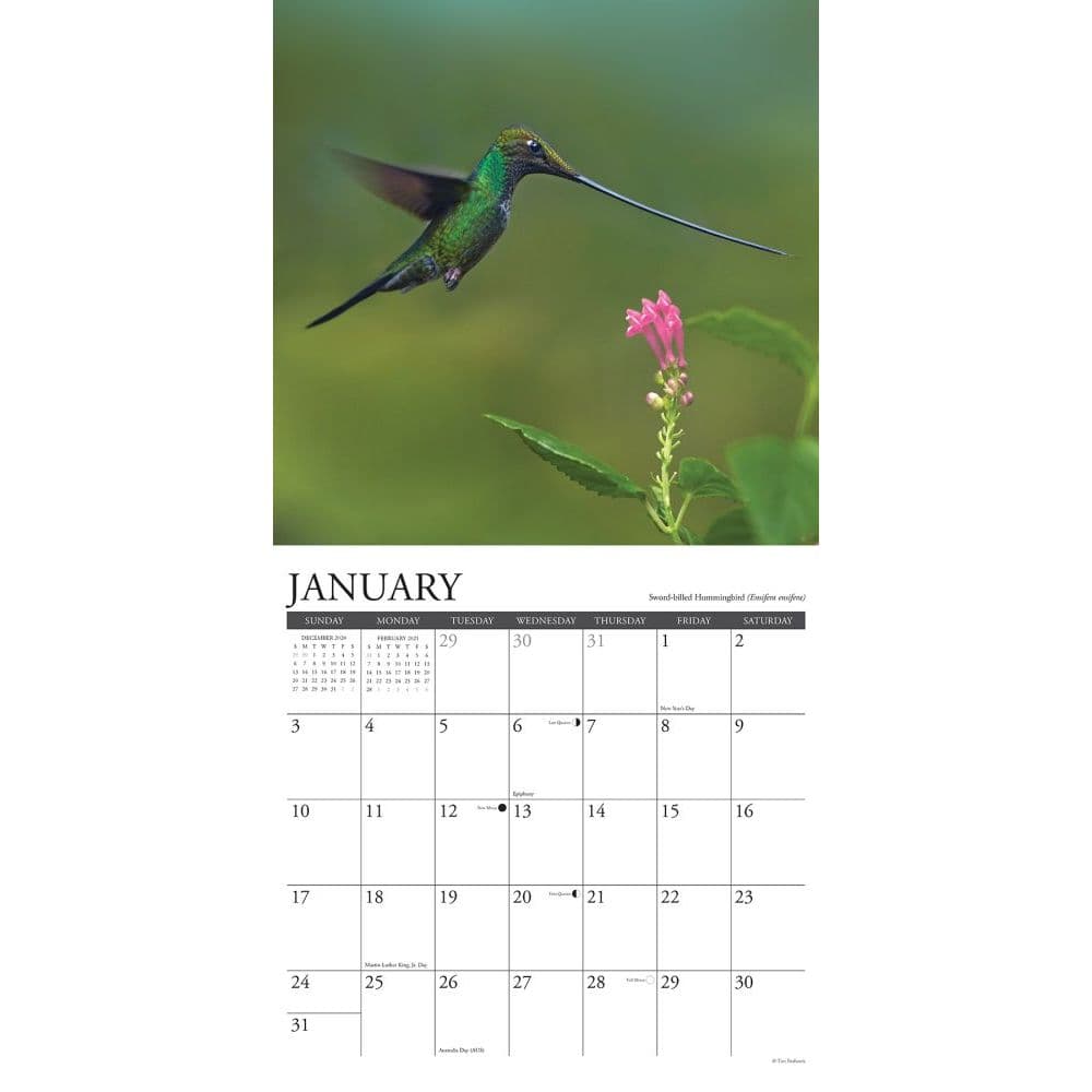 Hummingbirds Wall Calendar