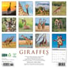 image Giraffes 2025 Wall Calendar First Alternate Image width=&quot;1000&quot; height=&quot;1000&quot;