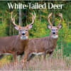 image White Tailed Deer 2027 Wall Calendar Main Image