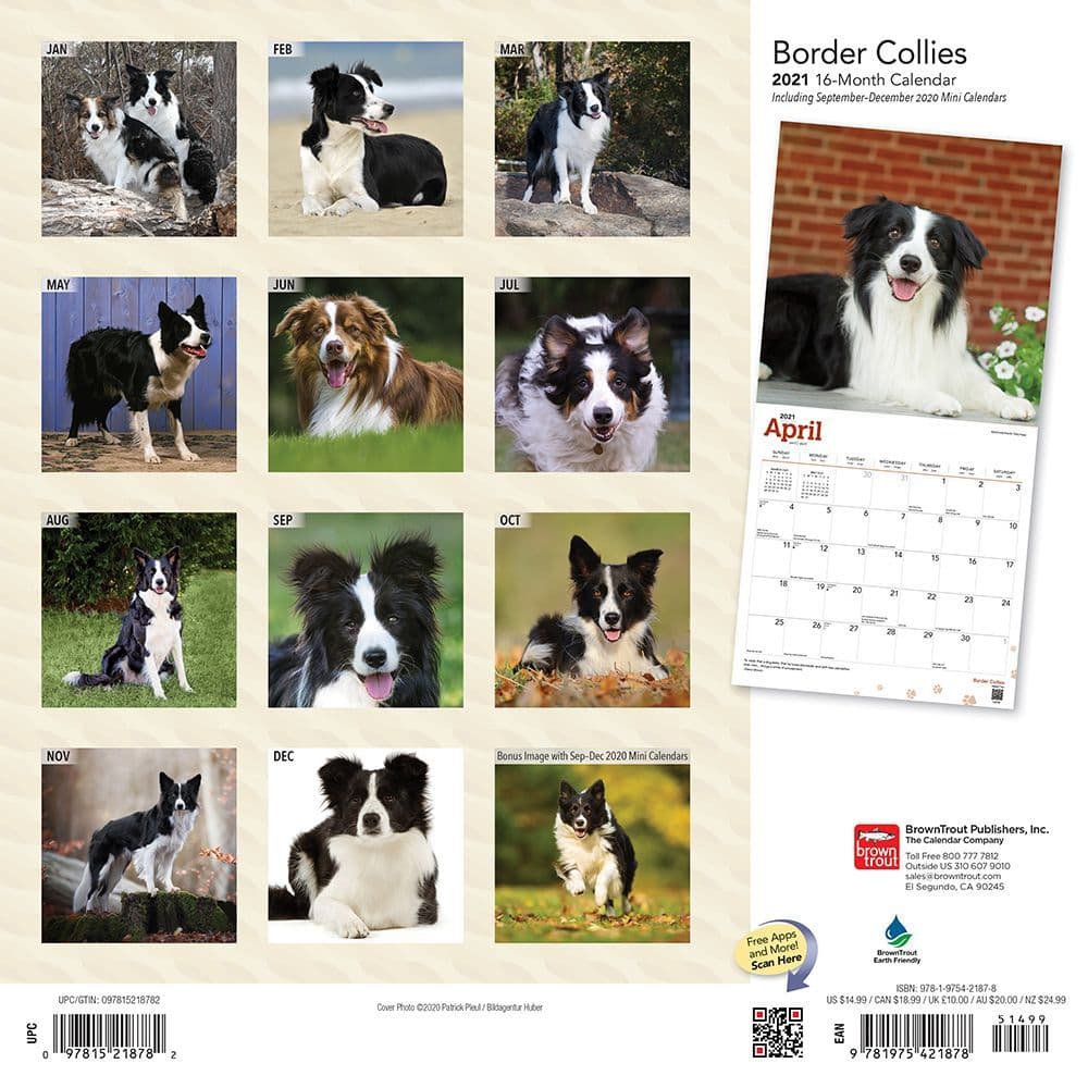 Border Collies Wall Calendar