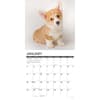 image Just Corgi Puppies 2026 Wall Calendar Second Alternate Image
